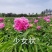 菏泽正宗观赏芍药～粉重楼/少女装/晴雯/包对版/包邮