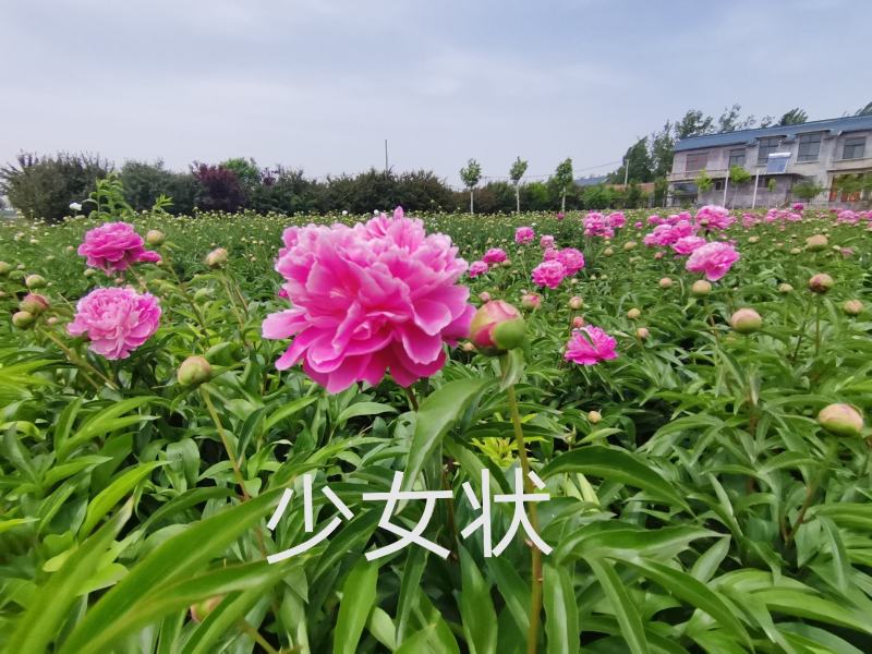 菏泽正宗观赏芍药～粉重楼/少女装/晴雯/包对版/包邮