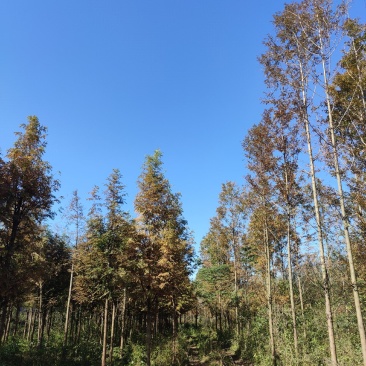 精品水杉