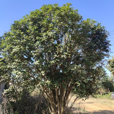 丛生桂花