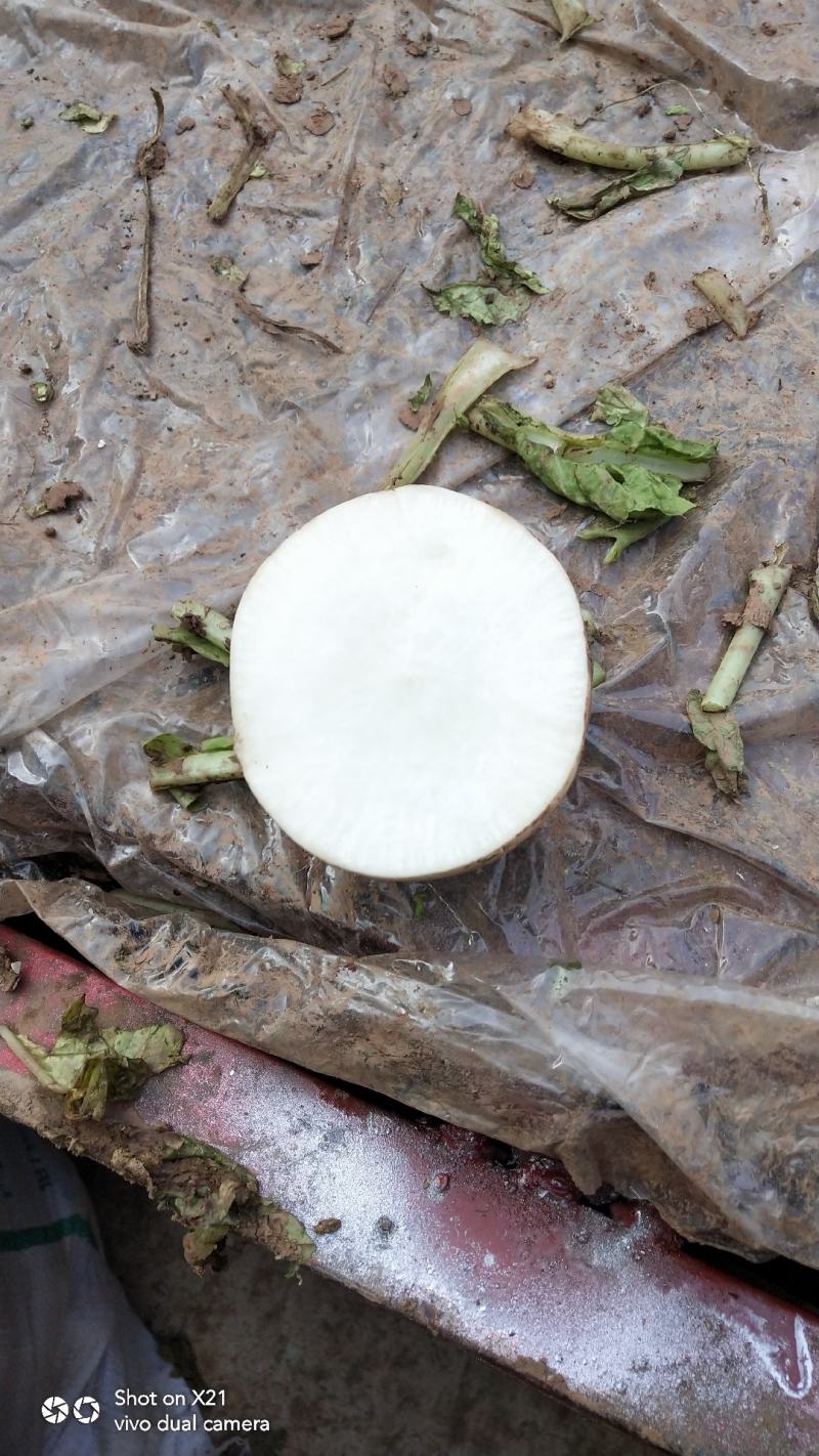 圆根罗卜，水晶罗卜质量好品质优口感甜又好吃。