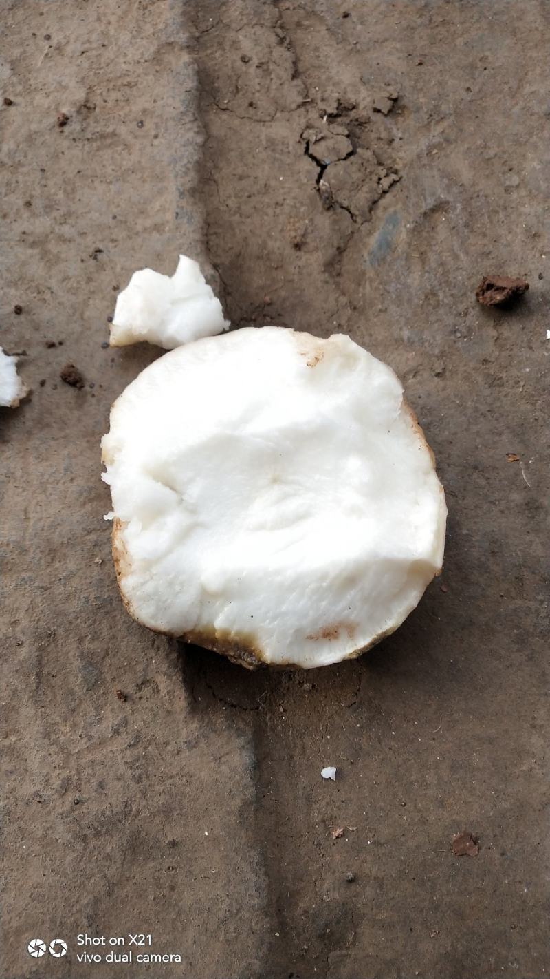 圆根罗卜，水晶罗卜质量好品质优口感甜又好吃。