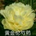 菏泽正宗进口观赏芍药～巴茨拉【伊藤系列】包对版/包邮