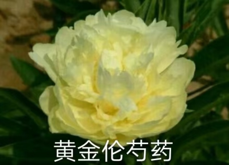 菏泽正宗进口观赏芍药～巴茨拉【伊藤系列】包对版/包邮