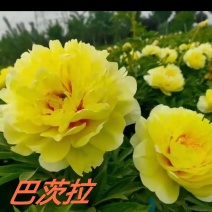 菏泽正宗进口观赏芍药～巴茨拉【伊藤系列】包对版/包邮