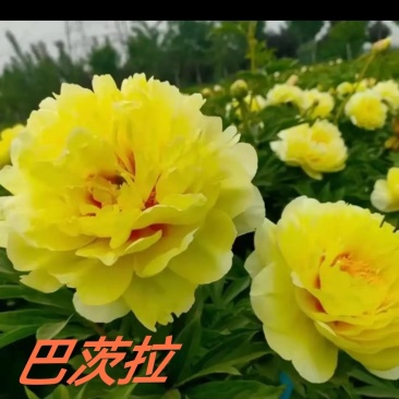 菏泽正宗进口观赏芍药～巴茨拉【伊藤系列】包对版/包邮