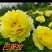 菏泽正宗进口观赏芍药～巴茨拉【伊藤系列】包对版/包邮