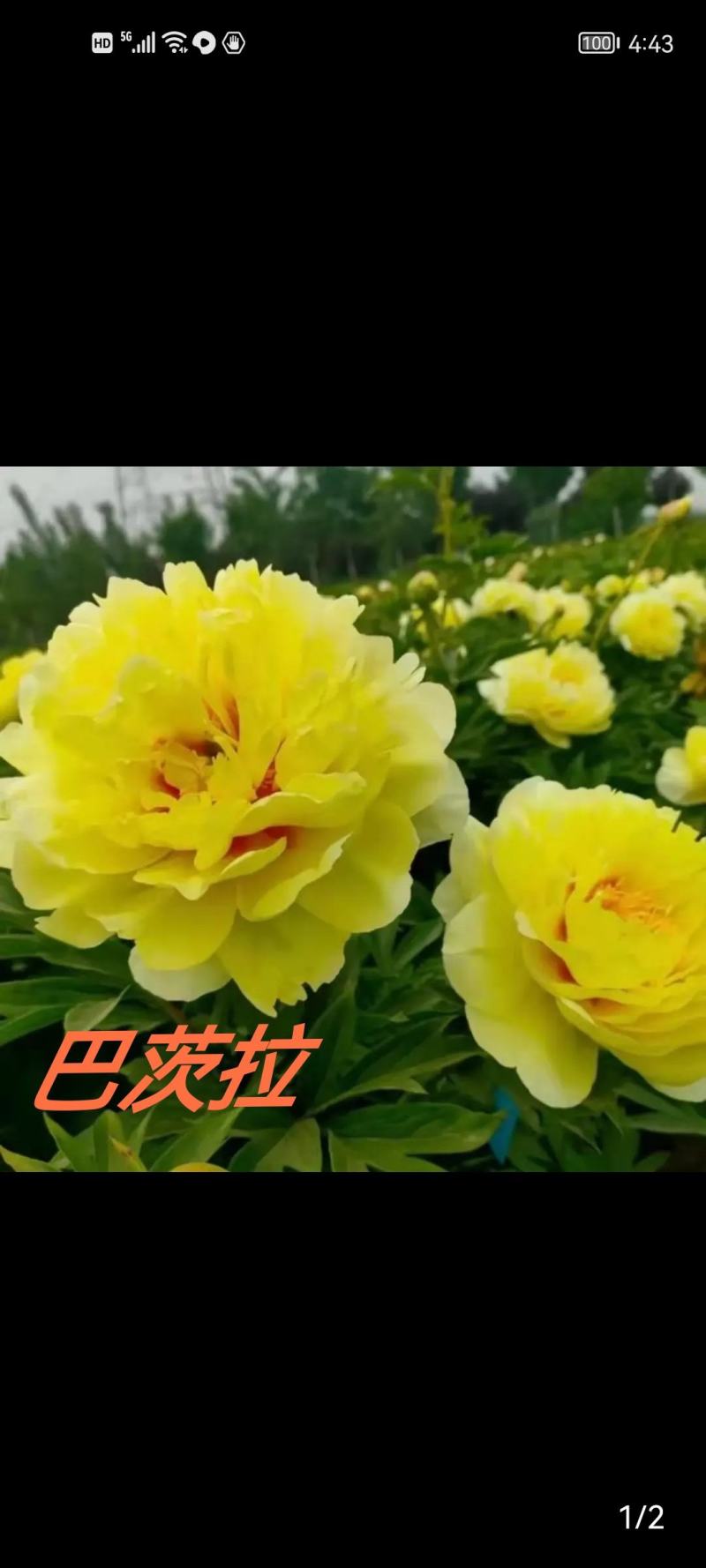 菏泽正宗进口观赏芍药～巴茨拉【伊藤系列】包对版/包邮