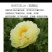 菏泽正宗进口观赏芍药～巴茨拉【伊藤系列】包对版/包邮