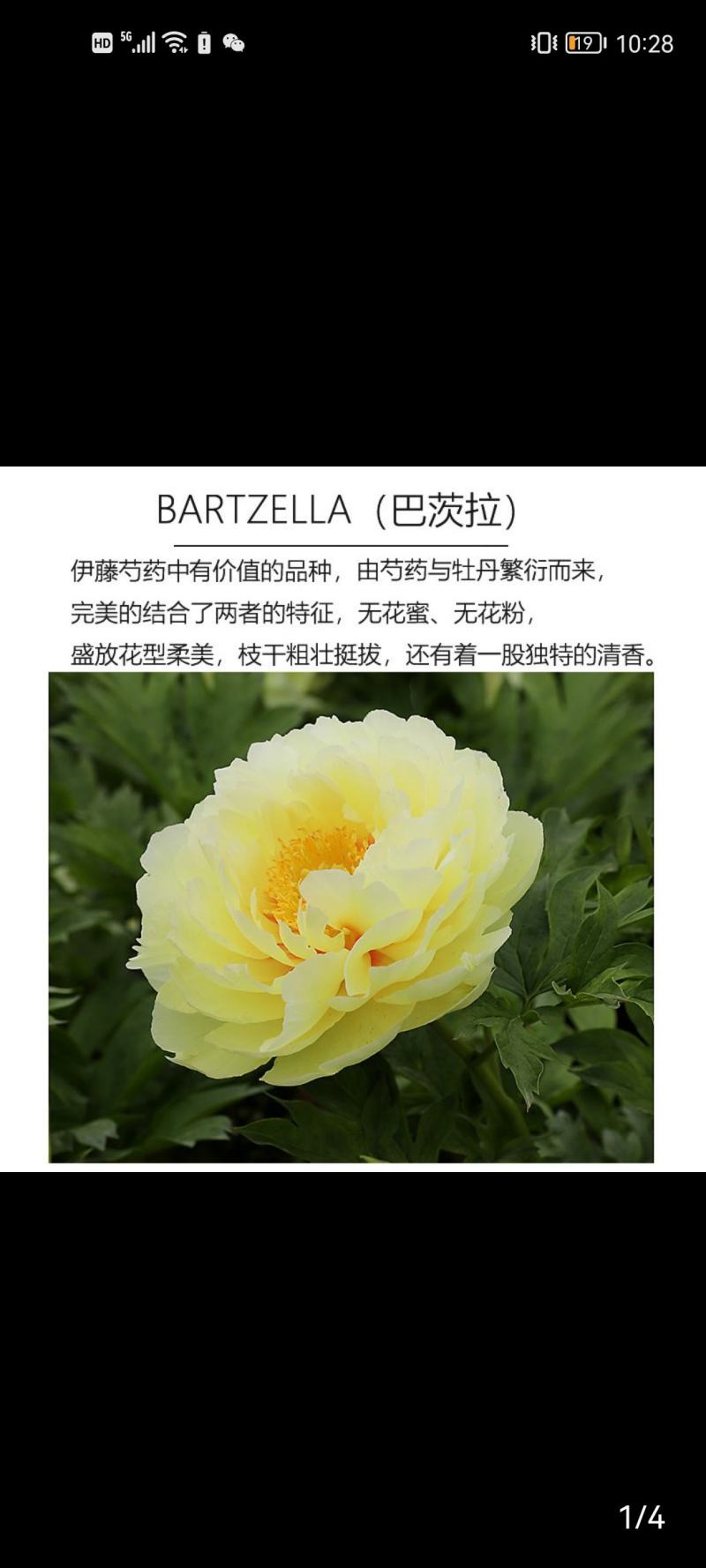菏泽正宗进口观赏芍药～巴茨拉【伊藤系列】包对版/包邮