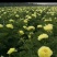 菏泽正宗进口观赏芍药～巴茨拉【伊藤系列】包对版/包邮