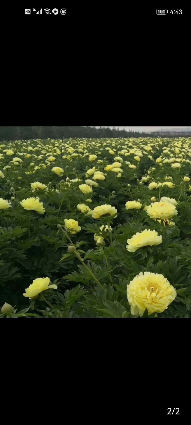 菏泽正宗进口观赏芍药～巴茨拉【伊藤系列】包对版/包邮