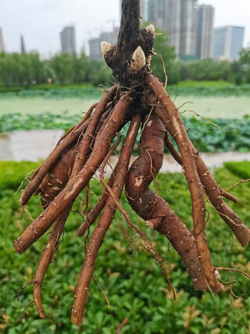 菏泽正宗进口观赏芍药～巴茨拉【伊藤系列】包对版/包邮