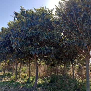 枇杷树