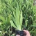 鸢尾花苗盆栽蝴蝶兰鸢尾蓝花鸢尾蓝花蝴蝶兰苗绿植花卉