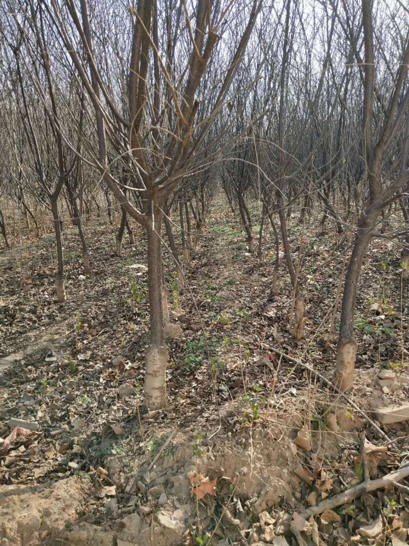 红叶李。河南鑫源苗木基地大量供应3一15公分红叶李。