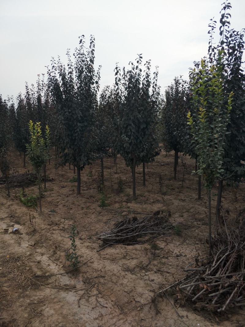 红叶李。河南鑫源苗木基地大量供应3一15公分红叶李。