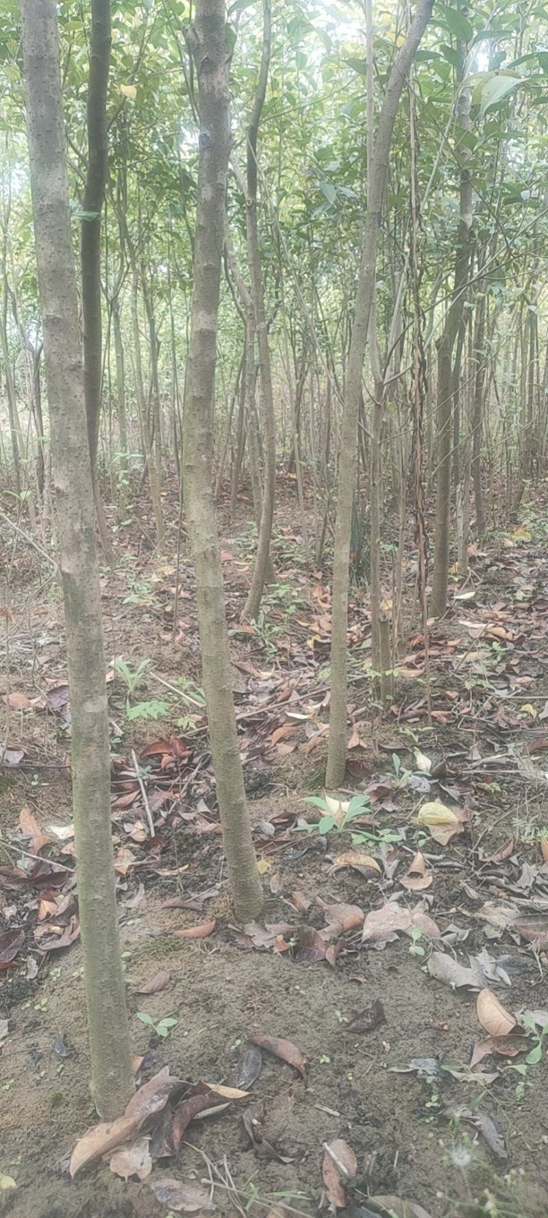 大叶女真，冬青树常青树风景树绿化树