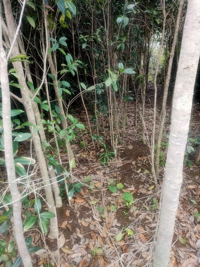 大叶女真，冬青树常青树风景树绿化树