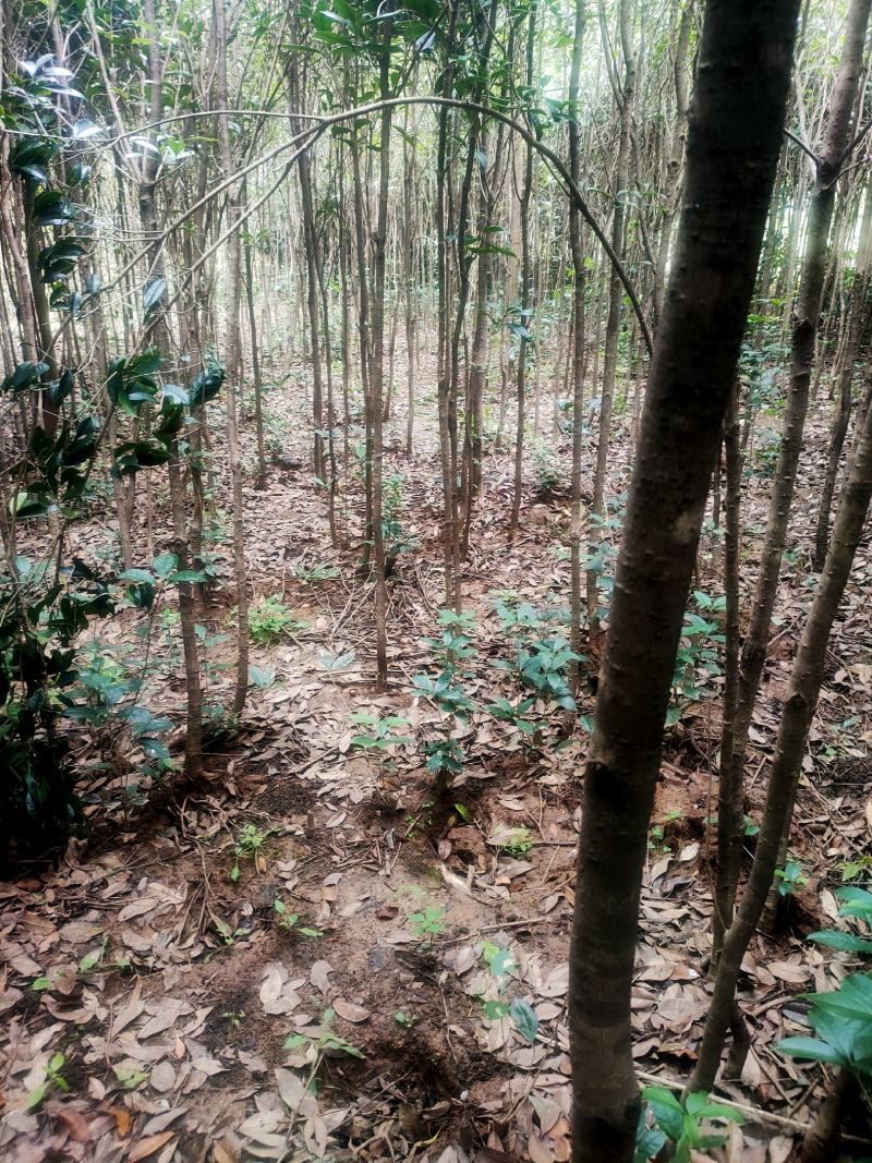 大叶女真，冬青树常青树风景树绿化树