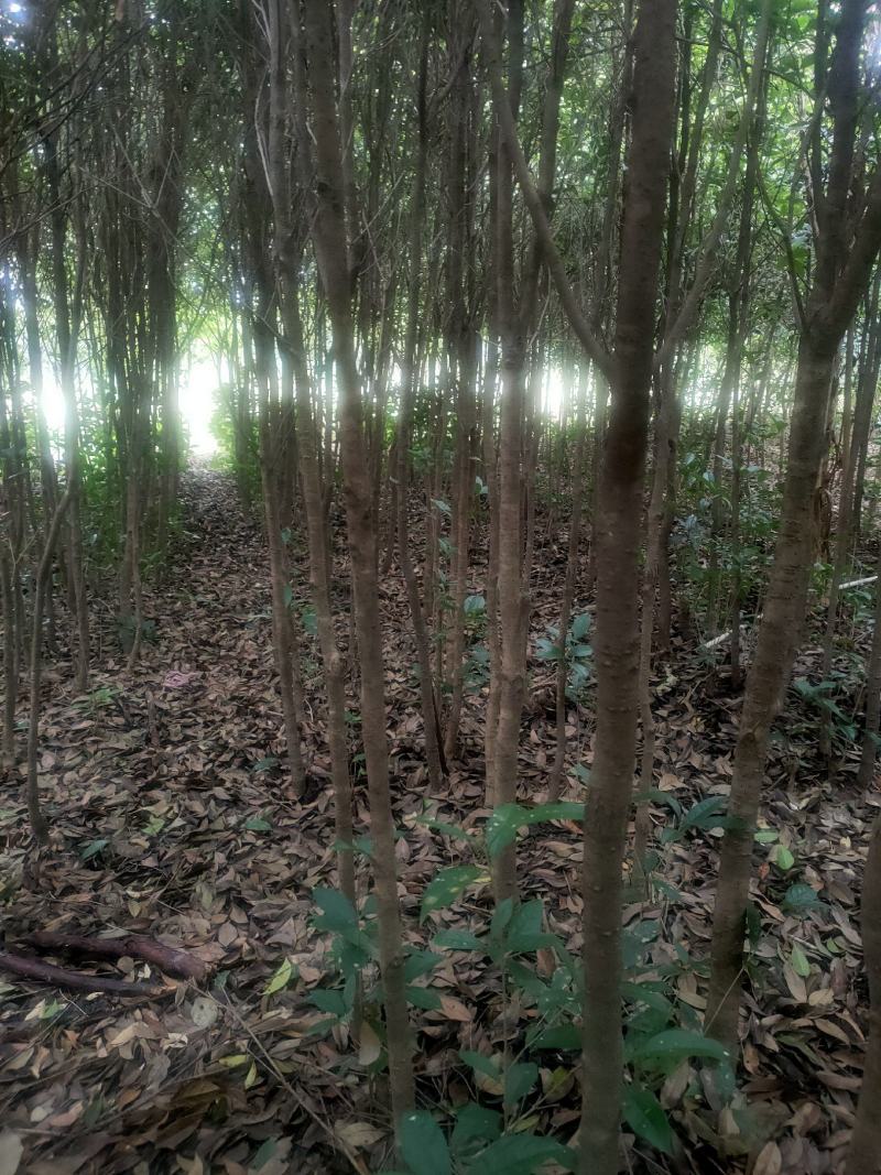 大叶女真，冬青树常青树风景树绿化树