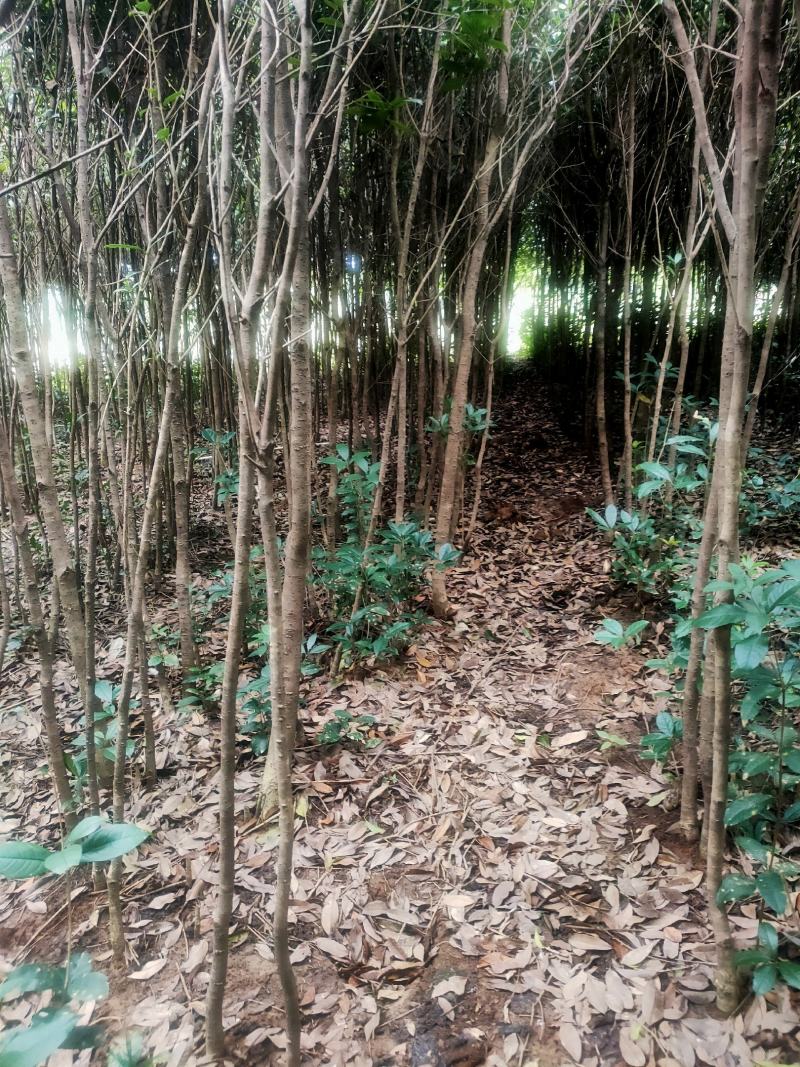 大叶女真，冬青树常青树风景树绿化树