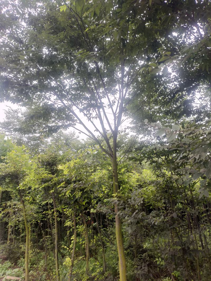 朴树大朴树丛生朴树单杆朴树原生移栽朴树