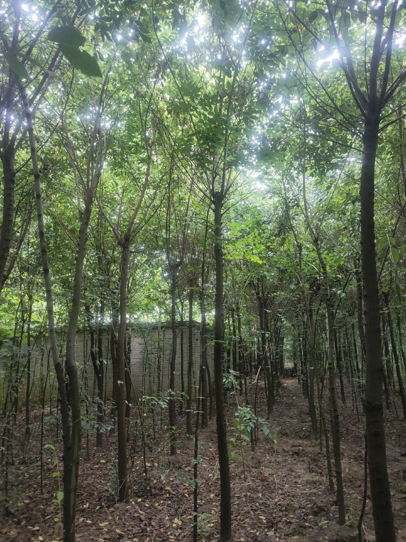 朴树大朴树丛生朴树单杆朴树原生移栽朴树