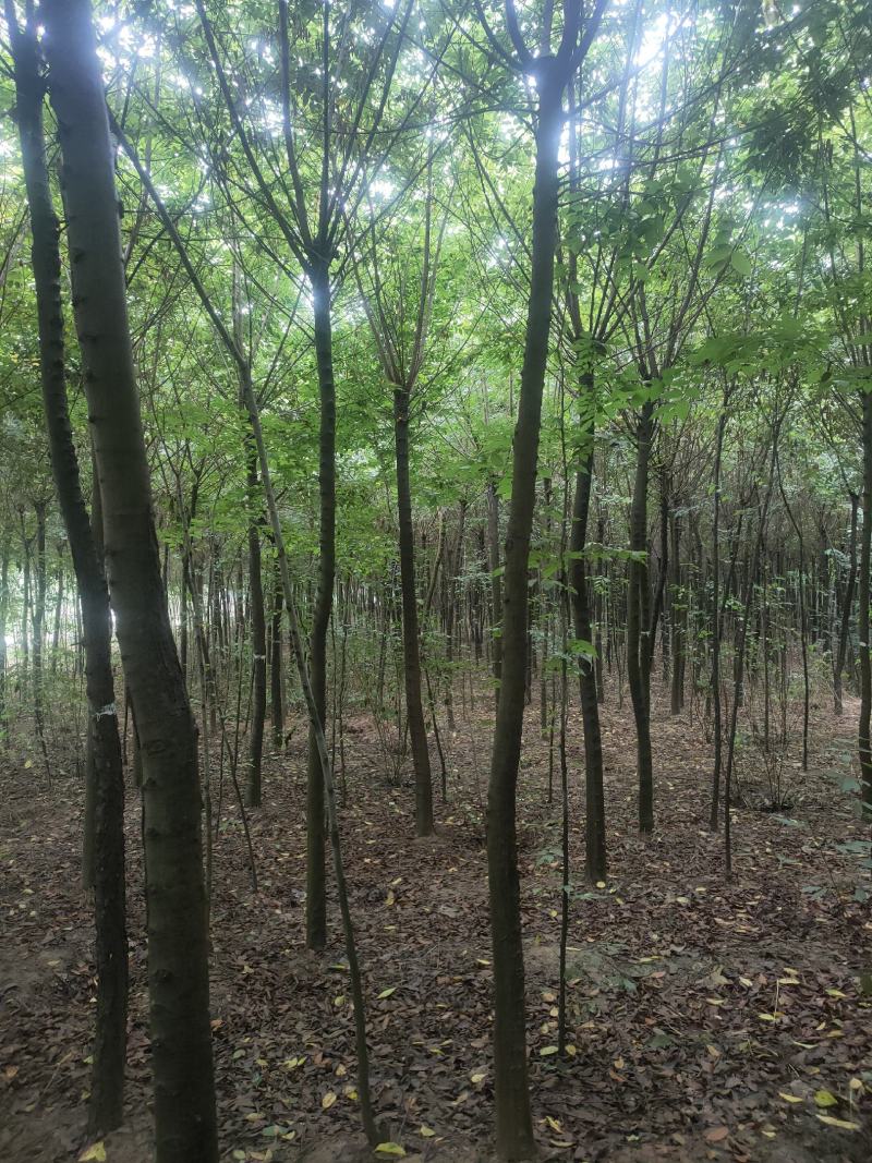 朴树大朴树丛生朴树单杆朴树原生移栽朴树