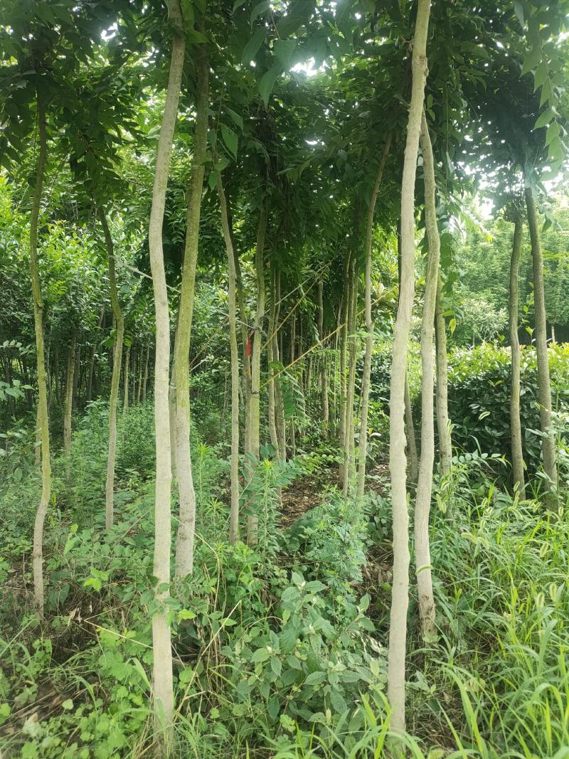 朴树大朴树丛生朴树单杆朴树原生移栽朴树