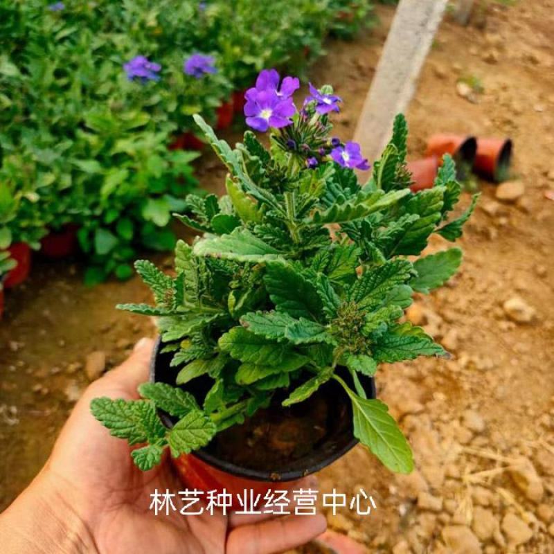 美女樱花苗盆栽四季开花多年生好养易活耐寒耐热阳台庭院花卉