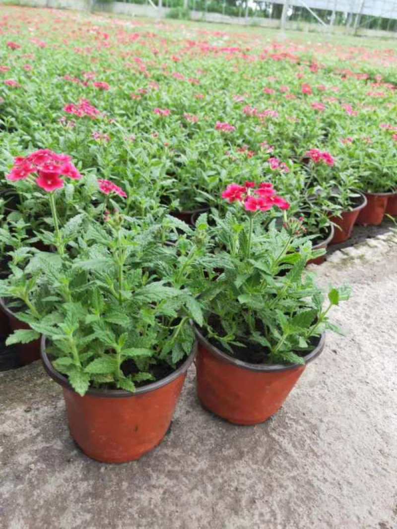 美女樱花苗盆栽四季开花多年生好养易活耐寒耐热阳台庭院花卉