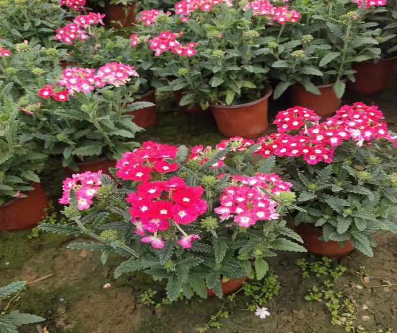 美女樱花苗盆栽四季开花多年生好养易活耐寒耐热阳台庭院花卉