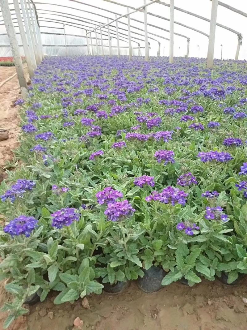 美女樱花苗盆栽四季开花多年生好养易活耐寒耐热阳台庭院花卉