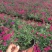 美女樱花苗盆栽四季开花多年生好养易活耐寒耐热阳台庭院花卉