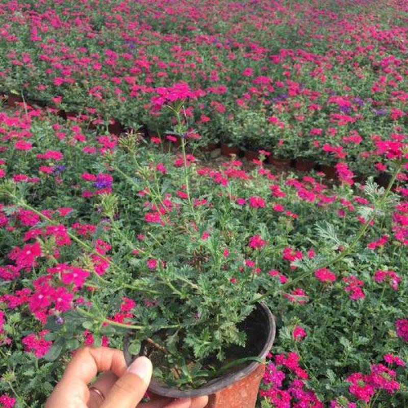 美女樱花苗盆栽四季开花多年生好养易活耐寒耐热阳台庭院花卉