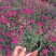 美女樱花苗盆栽四季开花多年生好养易活耐寒耐热阳台庭院花卉