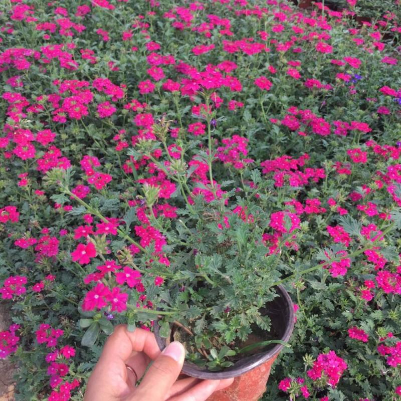 美女樱花苗盆栽四季开花多年生好养易活耐寒耐热阳台庭院花卉