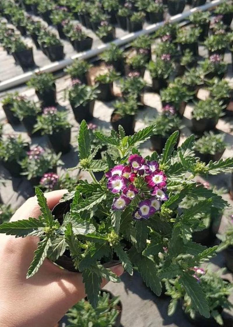美女樱花苗盆栽四季开花多年生好养易活耐寒耐热阳台庭院花卉