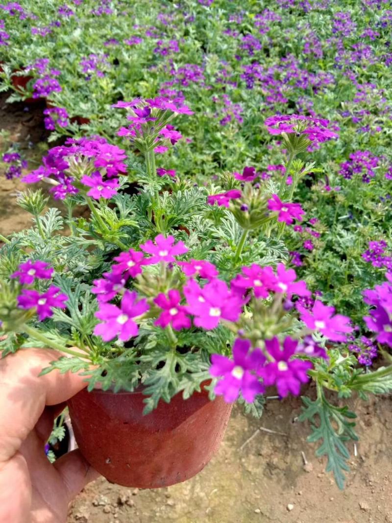 美女樱花苗盆栽四季开花多年生好养易活耐寒耐热阳台庭院花卉