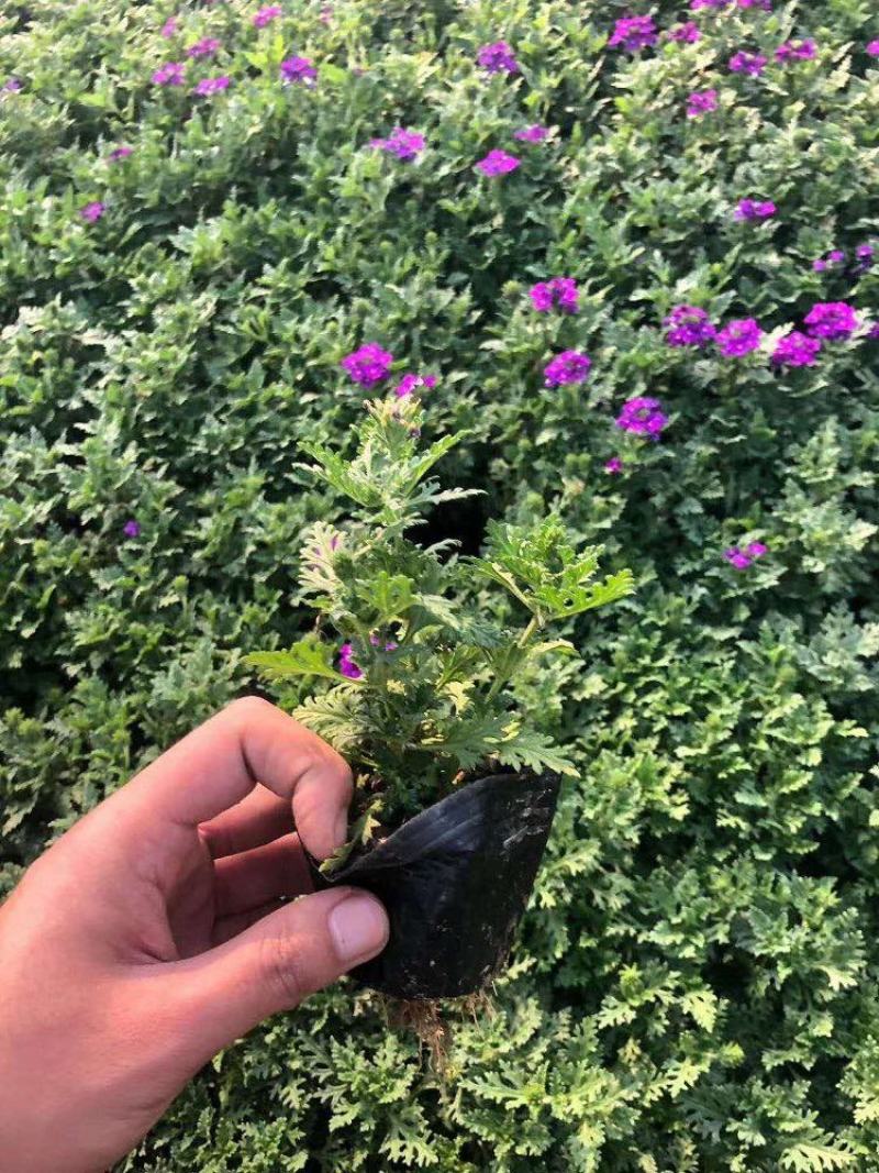 美女樱花苗盆栽四季开花多年生好养易活耐寒耐热阳台庭院花卉
