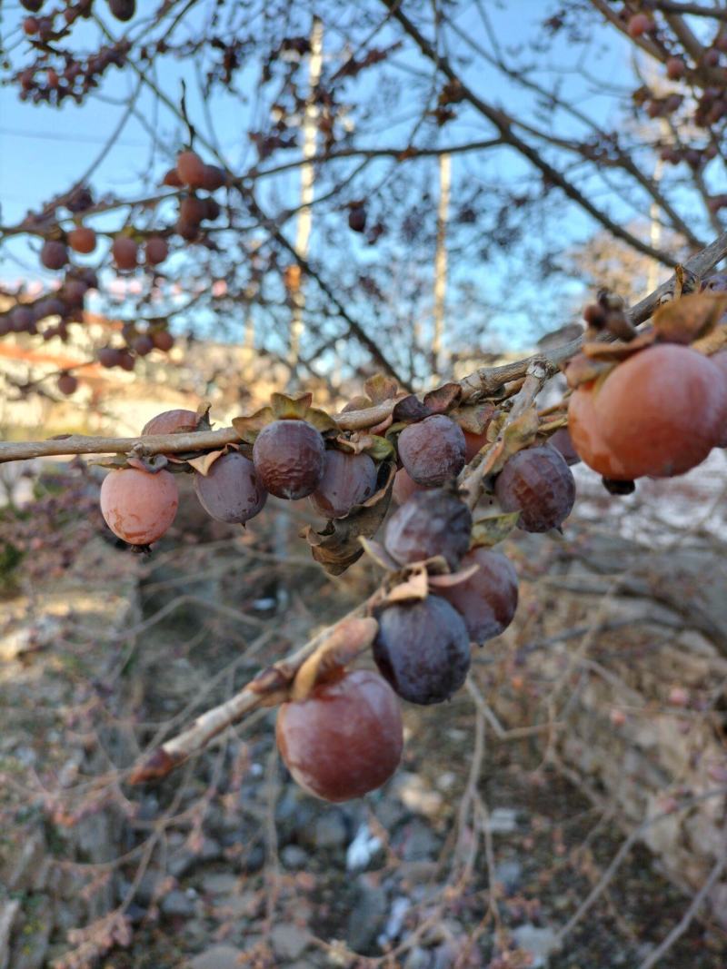 太行山涉县无核黑枣正宗免洗野生君迁子软柿子