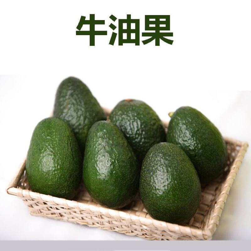 牛油果哈斯牛油果云南牛油果各种牛油果大量供应一件代发提供