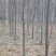 白蜡树。河南鑫源苗木基地长年大量供应5一18公分白蜡树