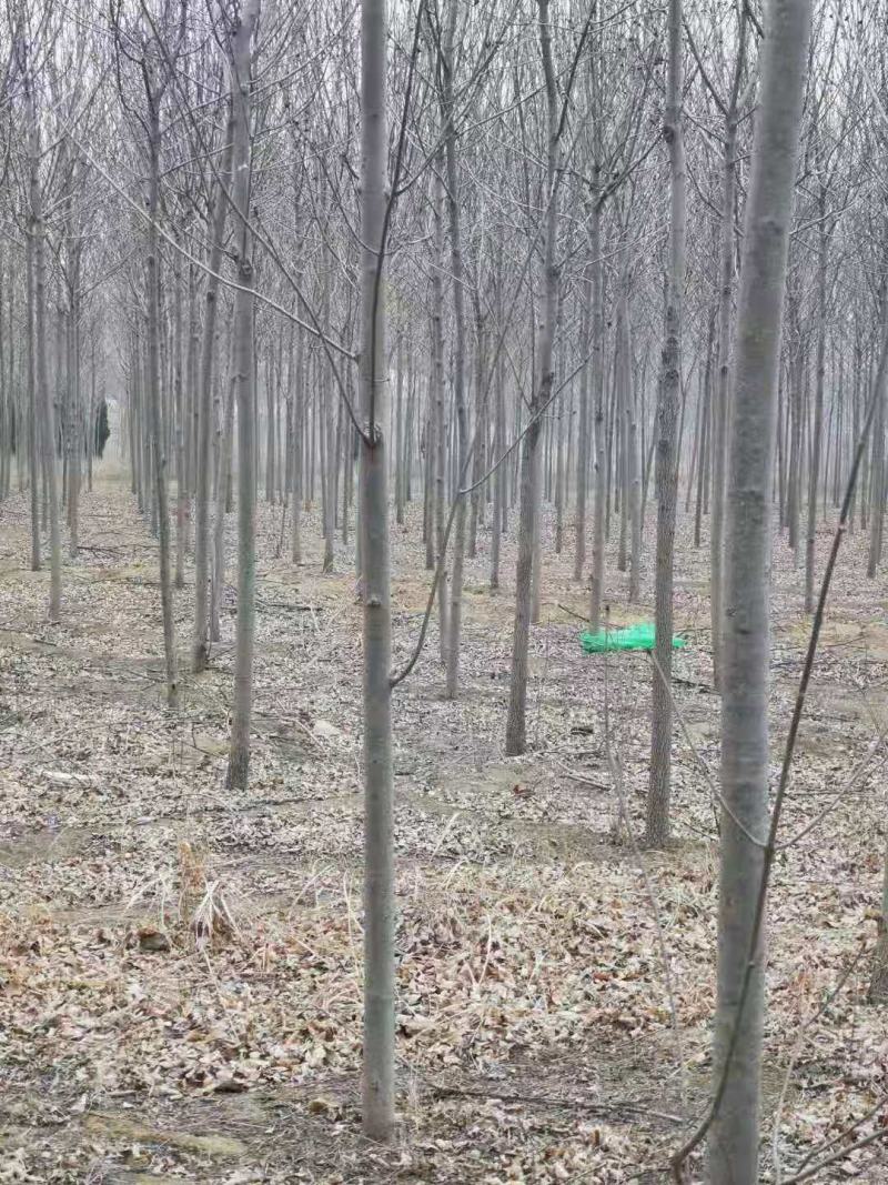 白蜡树。河南鑫源苗木基地长年大量供应5一18公分白蜡树