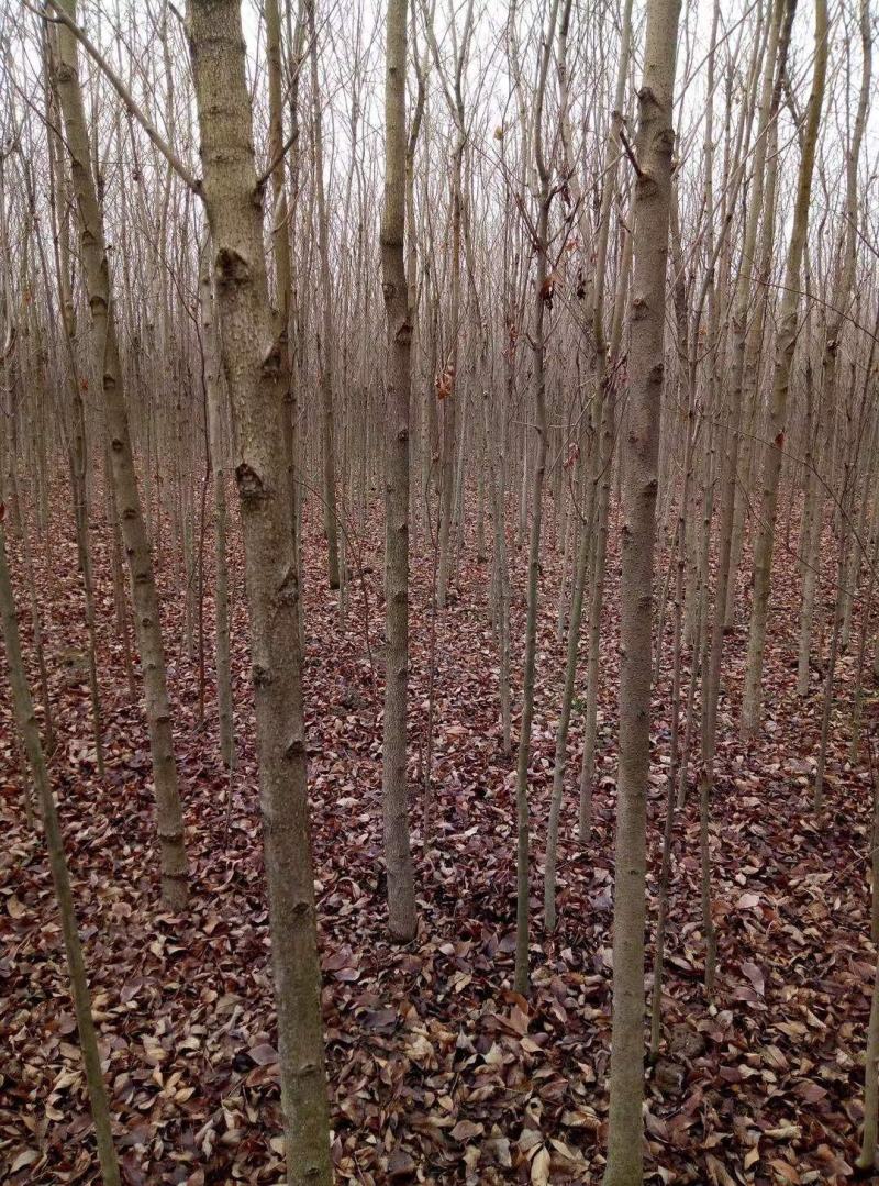 白蜡树。河南鑫源苗木基地长年大量供应5一18公分白蜡树