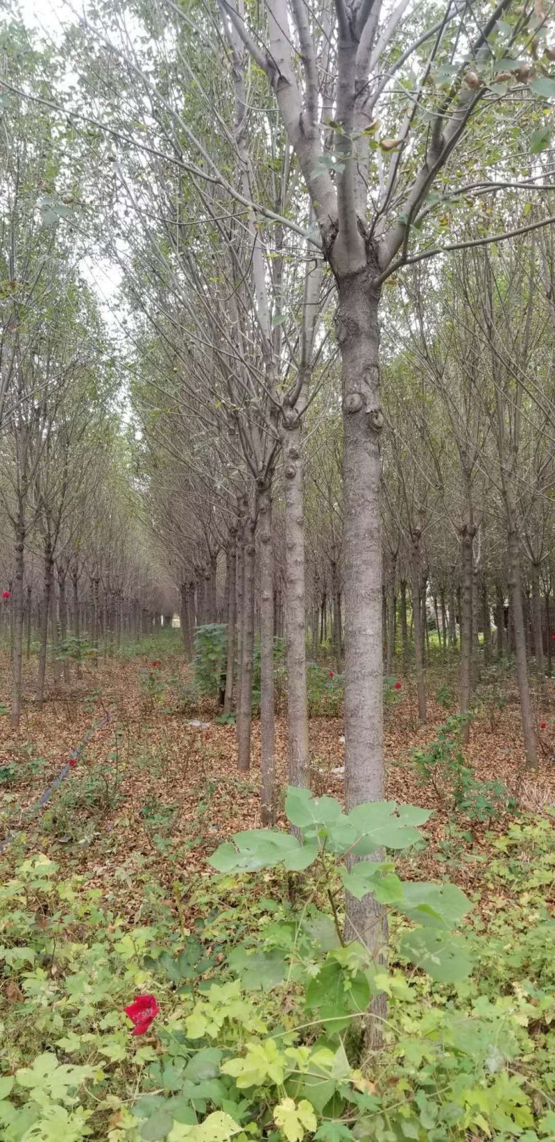 白蜡树。河南鑫源苗木基地长年大量供应5一18公分白蜡树
