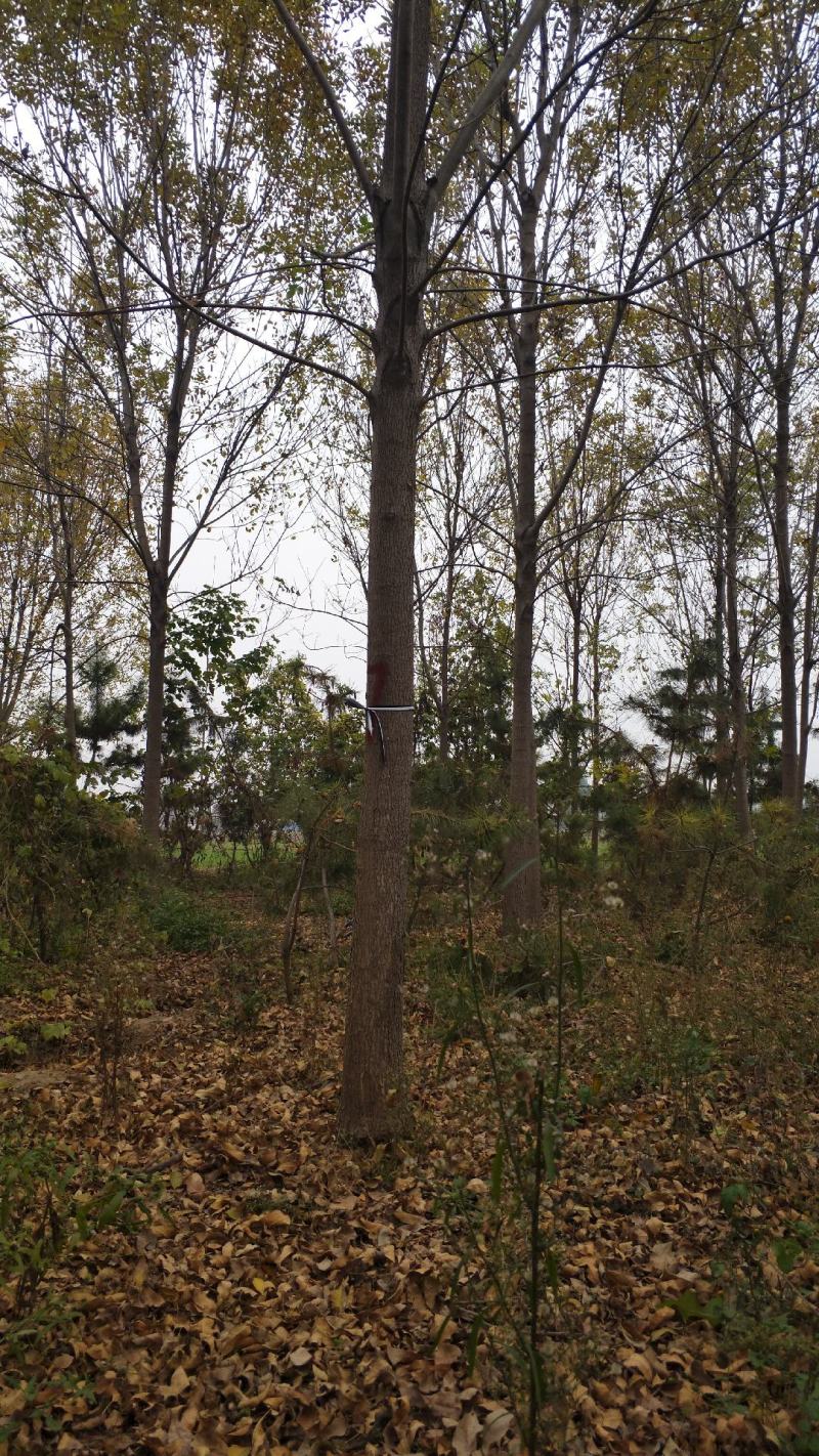白蜡树。河南鑫源苗木基地长年大量供应5一18公分白蜡树