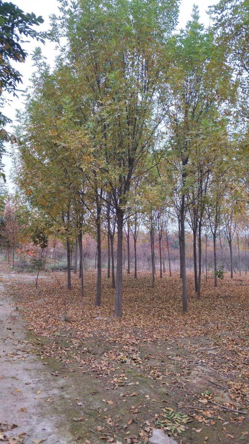 白蜡树。河南鑫源苗木基地长年大量供应5一18公分白蜡树