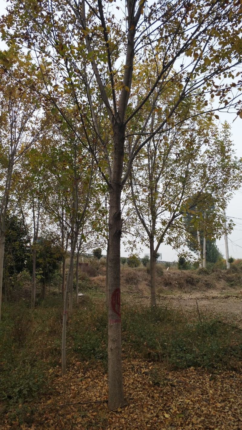 白蜡树。河南鑫源苗木基地长年大量供应5一18公分白蜡树